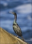 Brandts-Cormorant;Cormorant;California;Phalacrocorax-penicillatus;one-animal;clo